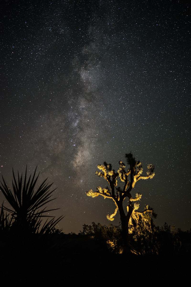 joshua tree photo of a lighted tree and stars astronomy